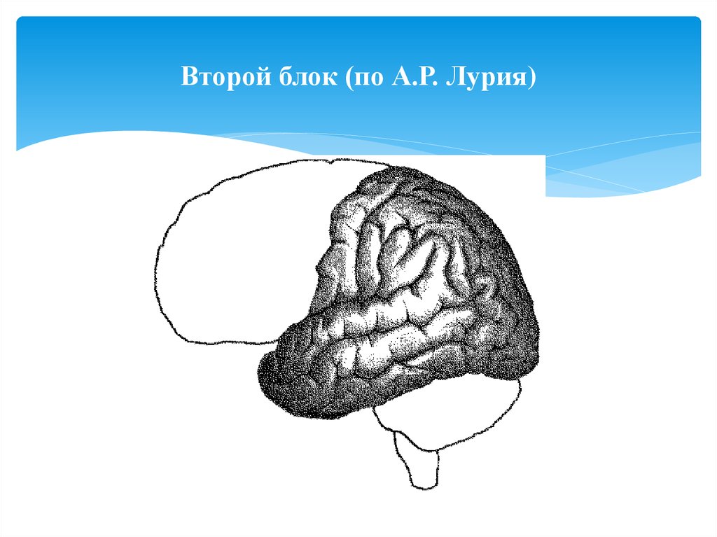 Картинка контур мозга